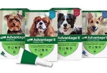 top-5-benefits-of-using-flea-treatment-for-dogs