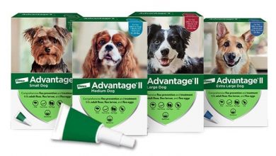 top-5-benefits-of-using-flea-treatment-for-dogs