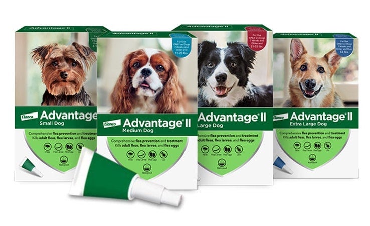 top-5-benefits-of-using-flea-treatment-for-dogs